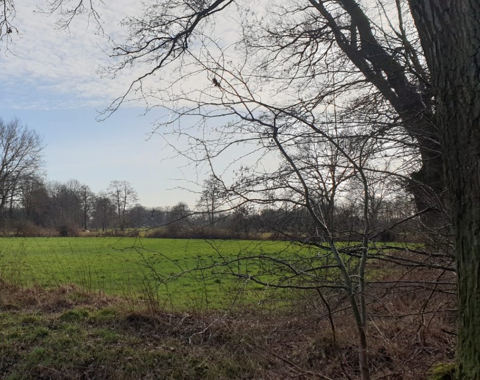 Die Feldmark - eine baumbestandene Wiesenlandschaft, bei blauem Winterhimmel