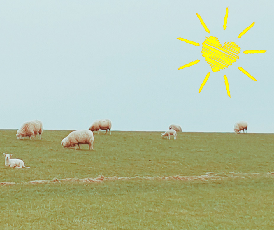 Schafe auf dem Deich in Nordstrand