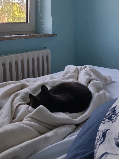 Die Katze der Autorin liegt im Bett