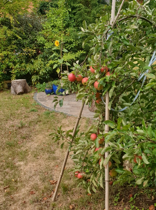 Die Äpfel im Garten der Autorin hängen bis auf den Boden
