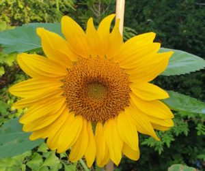 Eine große Sonnenblume im Garten der Autorin im September 2022