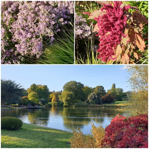 Impressionen vom Loki-Schmidt-Garten: Kissenastern in leichtem Lila, roter Amaranth und ein Teich, von herbstlicher Vegetation umgeben.