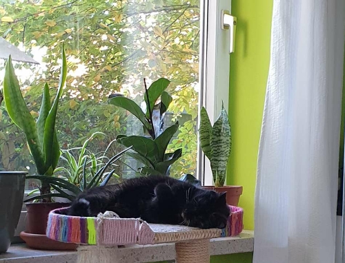 Die Katze liegt auf ihrem Kratzbaum, dahinter das Pflanzenfenster