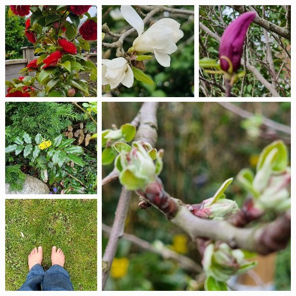 Eine Collage: von unten links im Uhrzeigersinn: nackte Füße auf RAsen, eine gelbe Mahonie, rote Kamelien, weiiße Magnolien, eine cyclamfarbene Magnolie und ein Zweig mit Apfelblüten.