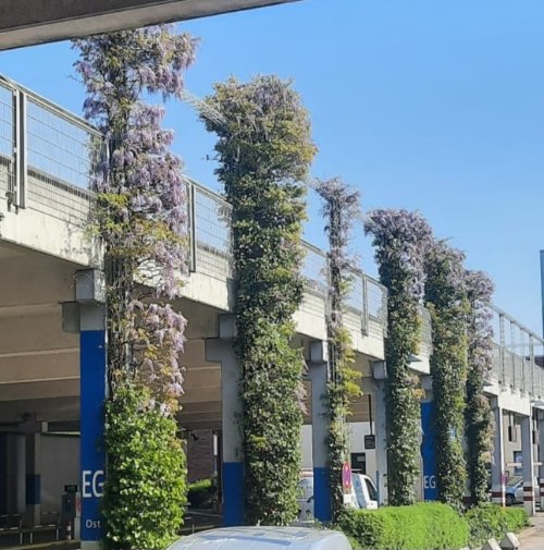 An Säulen eines Parkhauses ranken sich große, üppig blühende Blauregenpflanzen hoch.