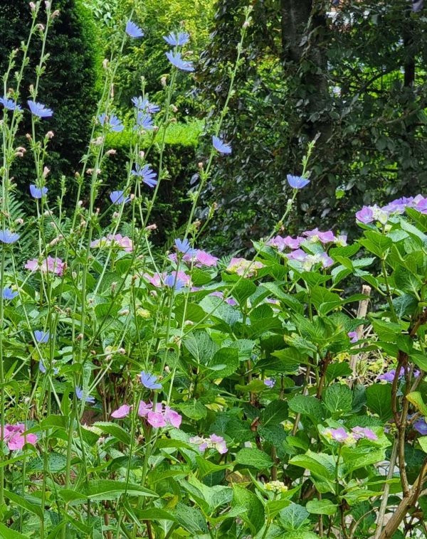 Ein Blumenidyll im Vorgarten: eine bläuliche Hortensie und daneben eine Wegwarte