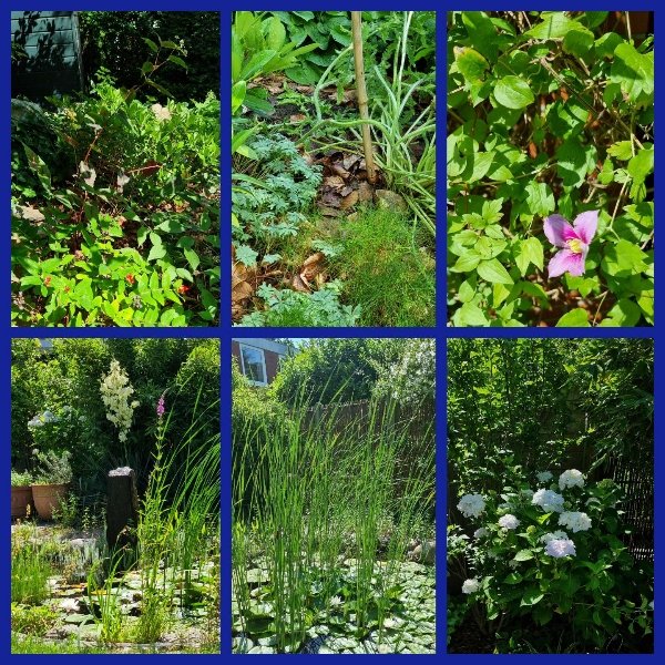 Eine Collage mit viel Grün. Sechs verschiedene Bilder mit Pflanzen im Garten der Autorin.