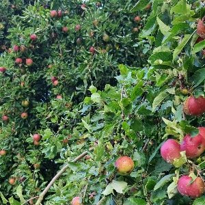 Ein Baum prallvoll mit roten reifen Äpfeln