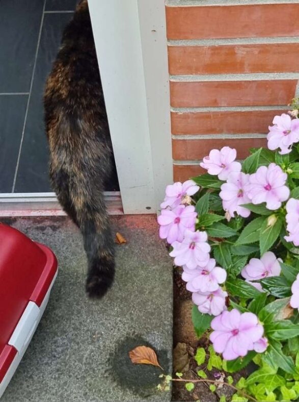 Eine Katze geht ins Haus, auf der Stufe davor steht ein Katzen-Transportkorb. Vor der Tür blühende Blumen in einem Kübel.
