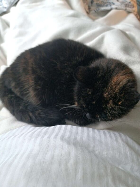 Ein Bett mit mehreren Decken, obenauf zusammengerollt eine dunkelschildpattfarbene Katze