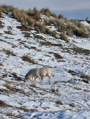 Schafe auf einer verschneiten Düne