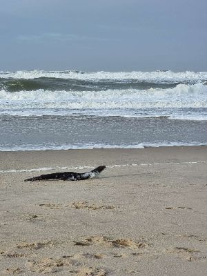 Ein Stück Treibholz in Form eines Seehunds vor kräftigem Seegang.