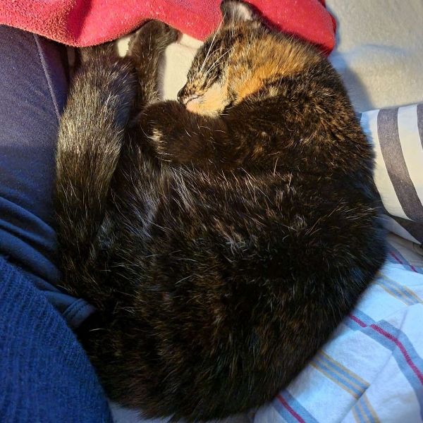 Eine zusammengerollte Katze liegt auf Kissen und Decken