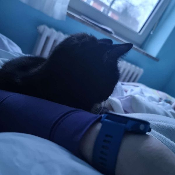 Blaues Morgenlicht über dem Bett der Autorin. Dort sitzt eine dunkle Katze. 