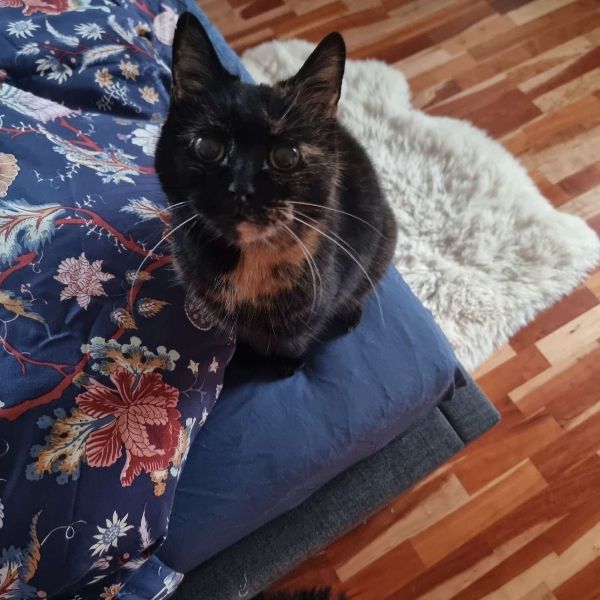 Die dunkelschildpattfarbene Katze sitzt auf dem Bett der Tochter der Autorin und verlangt nach Aufmerksamkeit.