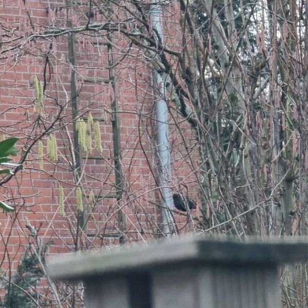 Kahle Zweige, blühender Hasel und eine singende Amsel vor einem Rotklinkerhaus.