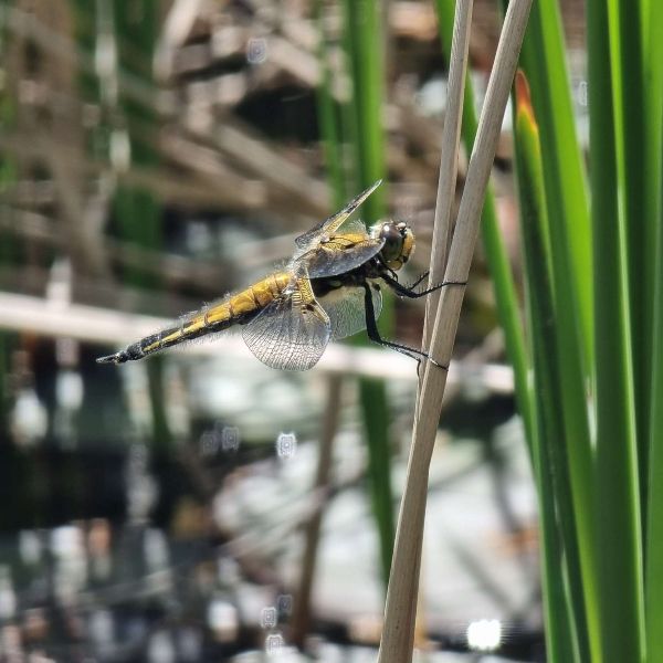 Eine große gelblich-braune Libelle mit dickem Körper hält sich an einem Grashalm im Teich fest.