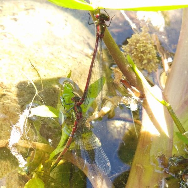 Zwei dünne, rötliche Libellen, die sich im Teich paaren und an Blättern festhalten.