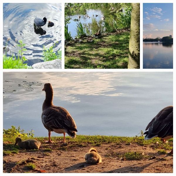 Naturbilder in einer Collage: verschiedene Vogeleltern mit Küken und Sonnenuntergangshimmel