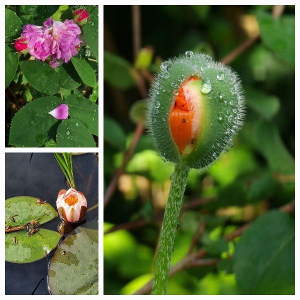 Drei Fotos von Blüten nach dem Regen: eine Rose, ein orangefarbener Mohn, eine creme-rosa Teichrose