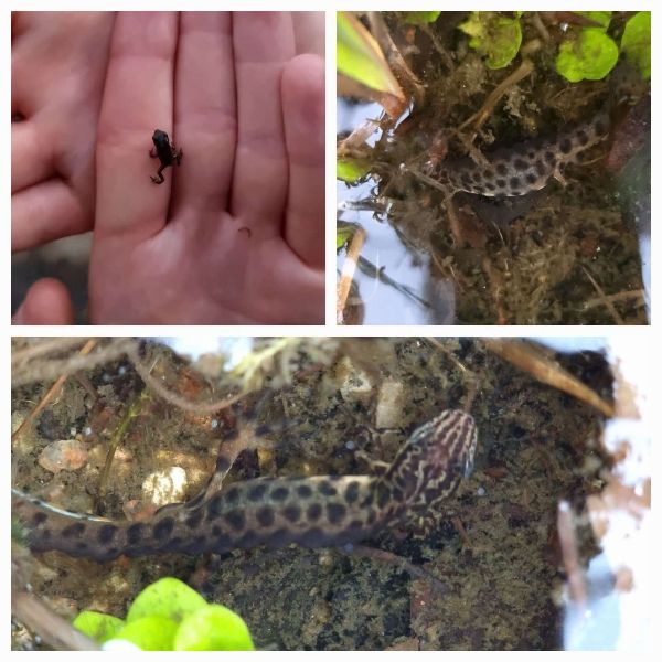 Eine Collage aus drei Fotos: eine winzige Erdkröte auf einer Hand, zweimal ein gepunktetet Molch