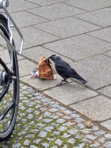 Eine Dohle sieht aus, als wolle sie eine Chipstüte wegräumen.