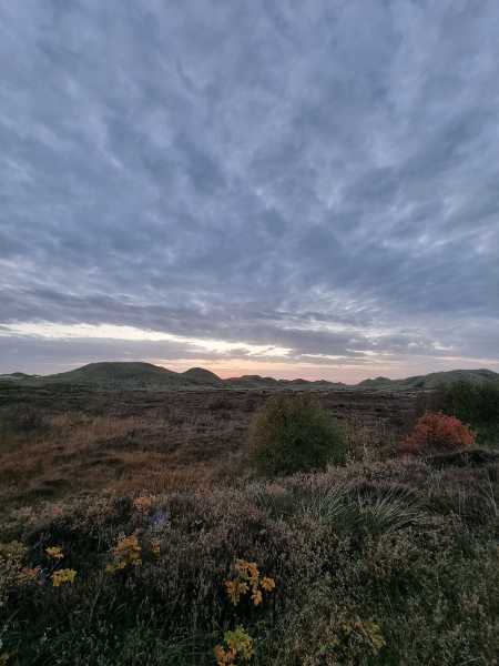 Eine typische Insellandschaft auf Amrum: Heide, Strandhafer, Dünen, und darüber der Sonnenuntergangshimmel.