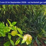 Beitragsbild für das 12 von 12 im September 2026, Titel: Es herbstelt. Ein Ausschnitt aus dem Garten der Autorin, mit Bambus, einem Teich und Hortensien. Oben im Bild ein blaues Banner mit weißer Schrift: 12 von 12 im September 2026 – es herbstelt