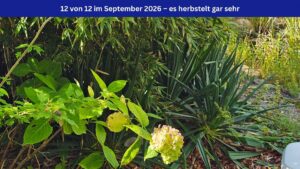 Beitragsbild für das 12 von 12 im September 2026, Titel: Es herbstelt. Ein Ausschnitt aus dem Garten der Autorin, mit Bambus, einem Teich und Hortensien. Oben im Bild ein blaues Banner mit weißer Schrift: 12 von 12 im September 2026 – es herbstelt