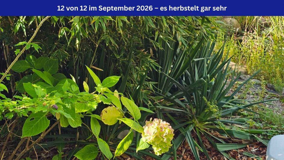 Beitragsbild für das 12 von 12 im September 2026, Titel: Es herbstelt. Ein Ausschnitt aus dem Garten der Autorin, mit Bambus, einem Teich und Hortensien. Oben im Bild ein blaues Banner mit weißer Schrift: 12 von 12 im September 2026 – es herbstelt