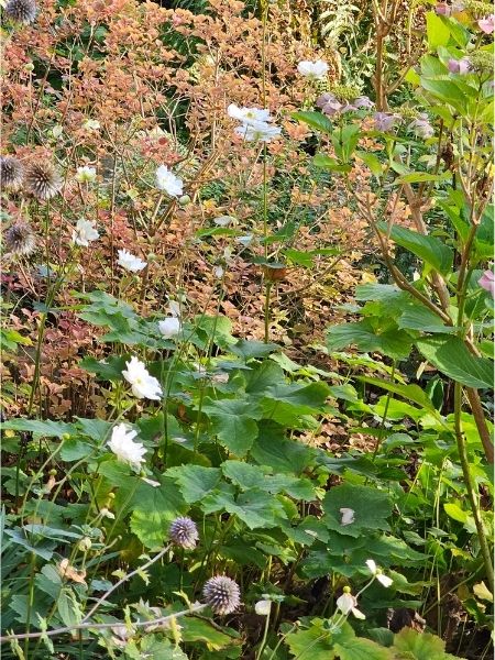 Ein Gartenbeet, im Hintergrund verwelkter Sommerflieder, davor verblasste, ehemals blaue Edeldisteln, ein paar morbid-lila Hortensienblüten und leuchtend weiße Herbstanemonen mit saftig-grünen Blättern.