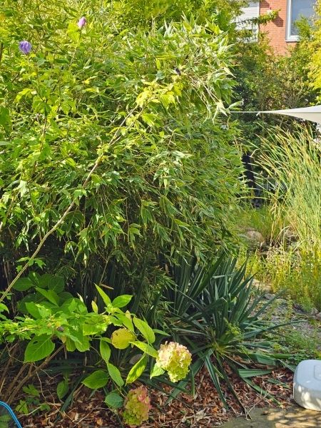 Im Hintergrund Bambus, ein kleiner Durchblick zum Gartenteich, und im Vordergrund zwei große Hortensiendolden in rosé-taupe.