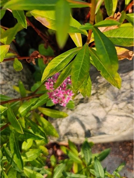 Eine kleine Fette Henne mit sternchenförmigen rosa Blüten leuchtet zwischen grünem Laub und wirft zusammen damit einen schönen Schatten auf einen großen hellen Stein.