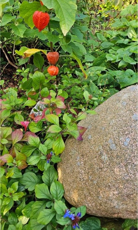 Inmitten vieler grüner Bodendecker und großer Steine leuchtet orange die blühende Physalis mit ihren Lampions und klein und leuchtend blau der Kleine Bleiwurz.