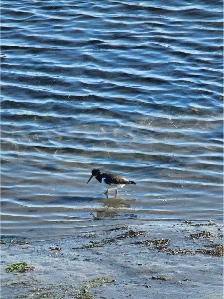 Ein Austernfischer stolziert durch flaches Wasser, das glasklar ist und Sonnelicht reflektiert.