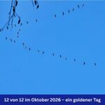 Blauer Himmel, davor eine Gänseformation und ein hängender Zweig. Unten im Bild ein blaues Banner mit weißer Schrift: 12 von 12 im Oktober 2026, ein goldener Tag