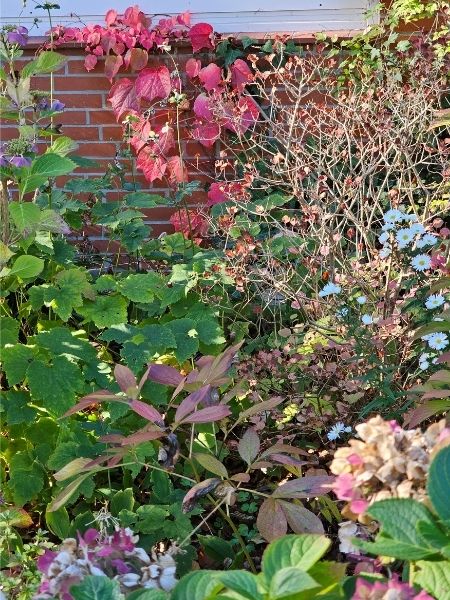 Roter Wein klettert an einer Rotklinkerfassade bis unter den Fensterrahmen, links im Bild eine blaue Hortensie im Herbstzustand, vorn schneeweiße Sternastern.