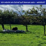 Schafe, die sich unter einem Baum vor großer Hitze schützen. Oben im Bild ein blaues Banner mit weißer Schrift: Ich möcht ein Schaf auf Amrum sein – wirklich?
