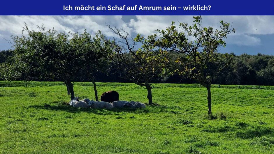 Schafe, die sich unter einem Baum vor großer Hitze schützen. Oben im Bild ein blaues Banner mit weißer Schrift: Ich möcht ein Schaf auf Amrum sein – wirklich?
