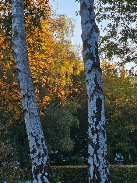 Zwei Birkenstämme im Vordergrund, dahinter golden leuchtendes Laub einer Kastanie, darüber blauer Himmel.