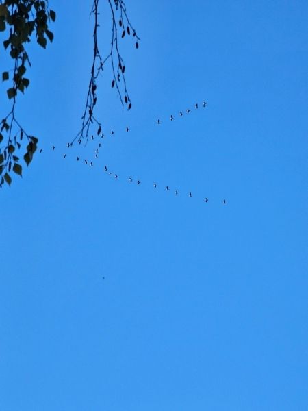 Blauer Himmel mit einer Formation von Gänsen auf ihrem Weg nach Süden