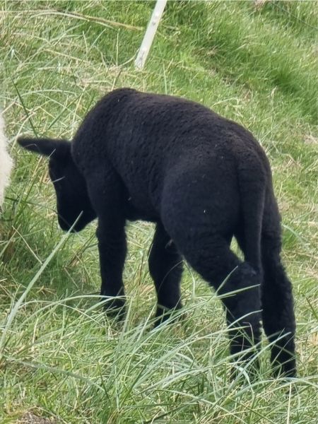 Ein kleines schwarzes Lamm im Gras