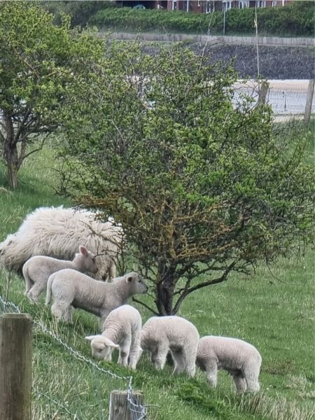 Ein zottiges Mutterschaf steht mit fünf Lämmchen unter einem Baum.